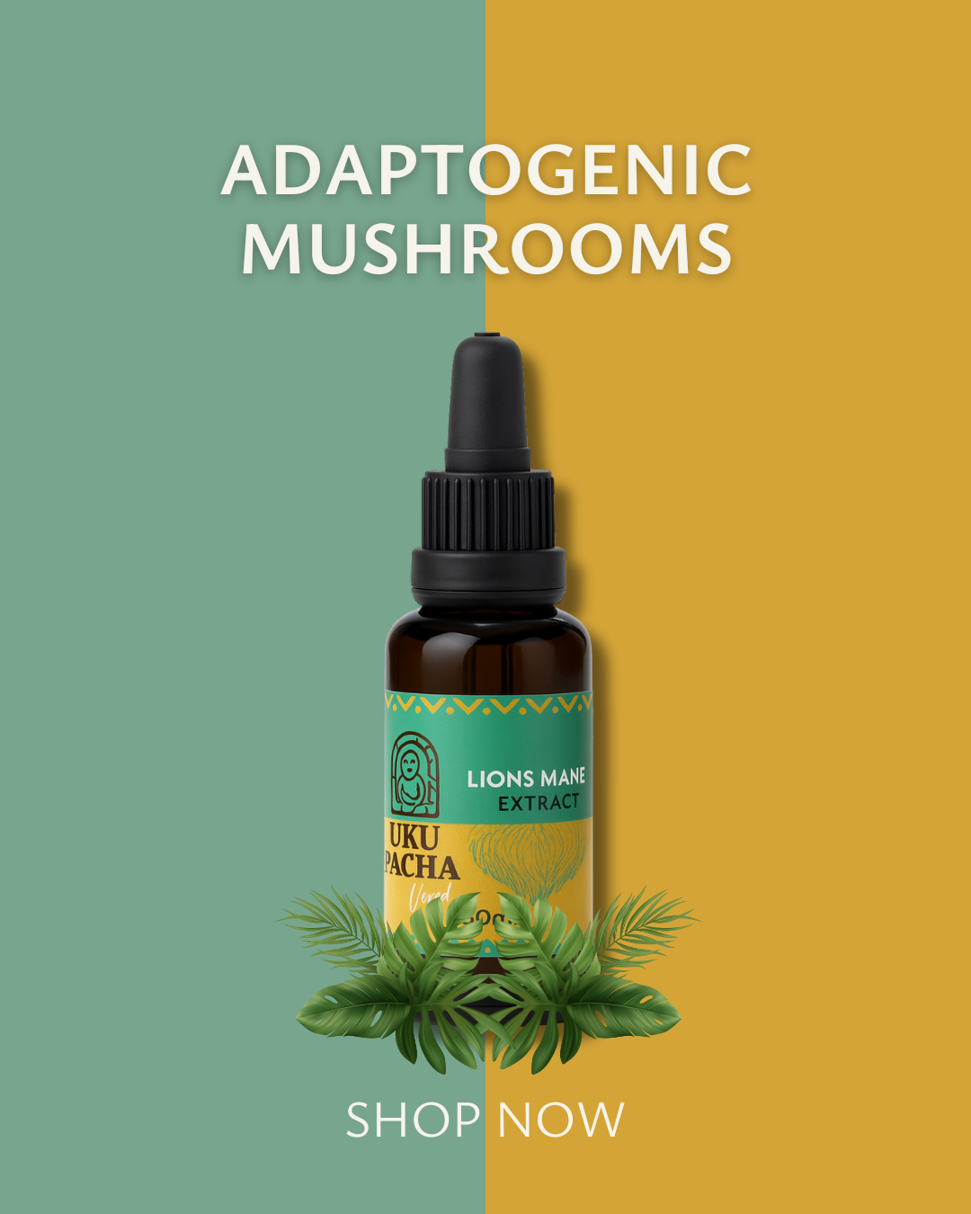 Medicinal Mushroom Extracts – Reishi, Chaga & Lion’s Mane